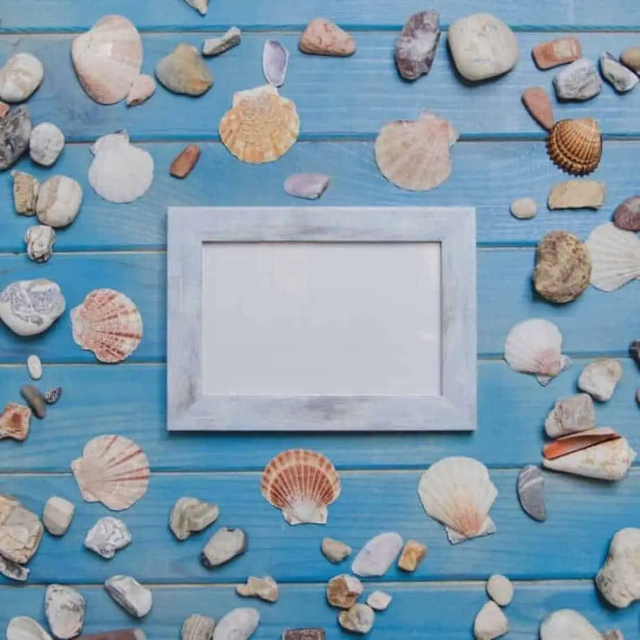 Seashells On Wooden Board